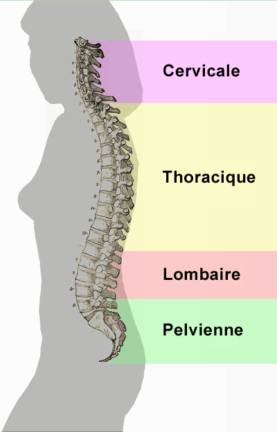 Découverte de la colonne vertébrale