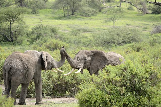 Voyage en Terre d’éléphants